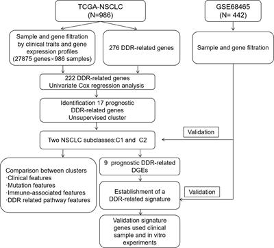 A novel DNA damage repair-related signature for predicting prognositc and treatment response in non-small lung cancer